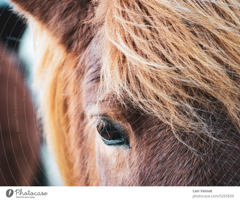 Pferd Nahaufnahme Pferdekopf Pferdeportrait Tierporträt Tiergesicht Natur braun Islandpferd Blick Blick in die Kamera Farbfoto Mähne Auge Porträt Haustier