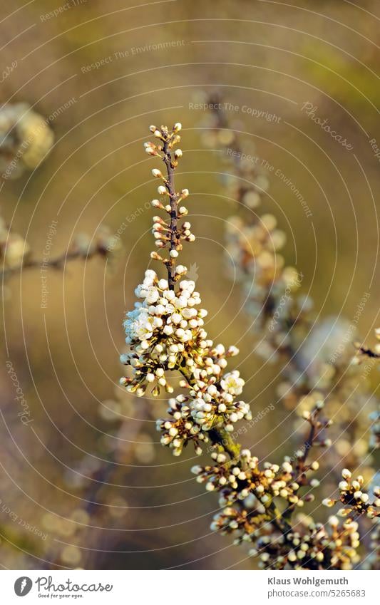 Schlehenzweig mit vielen Tau benetzten Blütenknospen, die gerade aufblühen wollen, im weichen Licht der Morgensonne Schwarzdorn Schlehdorn Schlehenblüten