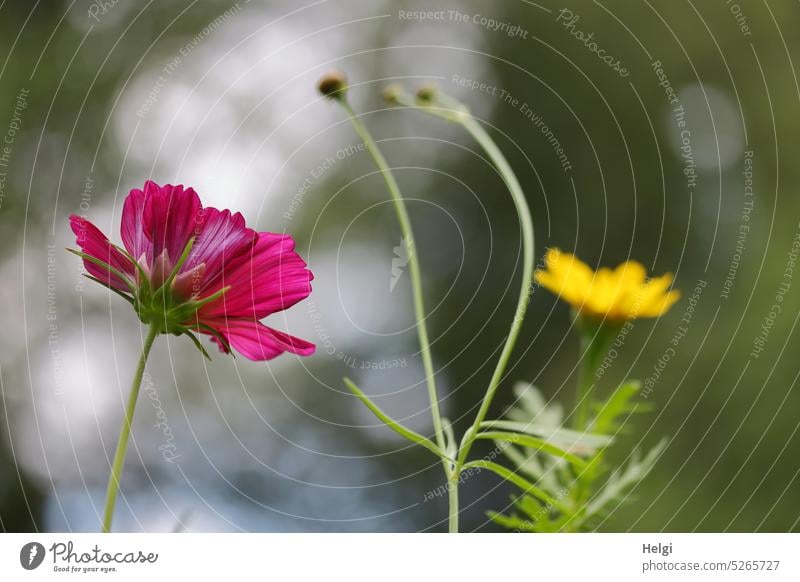 dunkelrote Cosmea und eine unscharfe gelbe Blüte im Gegenlicht mit Bokeh Blume Schmuckkörbchen Sommer Sommerblume Pflanze Natur blühen natürlich Außenaufnahme