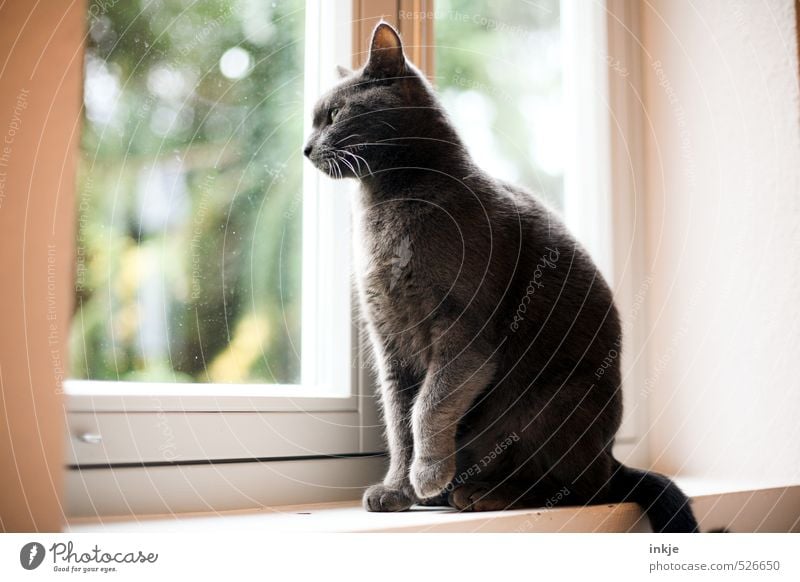 ein neuer Tag beginnt Lifestyle Häusliches Leben Wohnung Raum Fensterbrett Fensterscheibe Tier Haustier Katze Hauskatze 1 beobachten hocken Blick sitzen warten