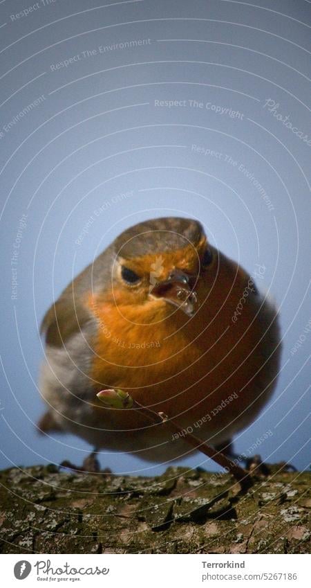 Rotkehlchen frisst Ameise Erithacus rubecula Insekt Futter Nahrung Nahrungssuche nahrungskette Schnabel picken Hunger Vogel Tier Natur orange Farbfoto