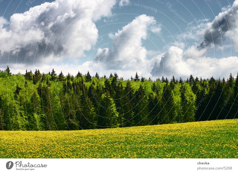 wiesewaldwolken Wiese Wald Wolken Schwäbische Alb Natur Landschaft