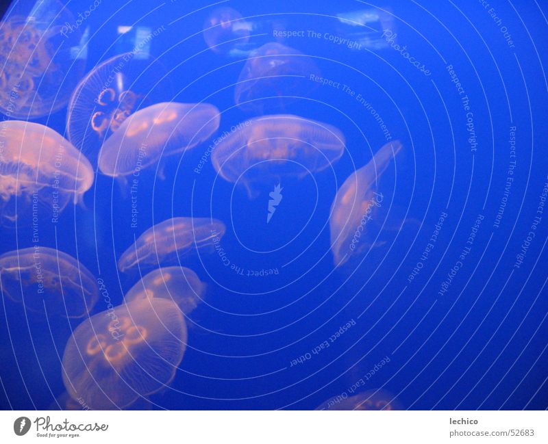 Jellyfish Familie Qualle Aquarium Meer blau Pazifik jellyfish meeresbewohner tief mehrfarbig