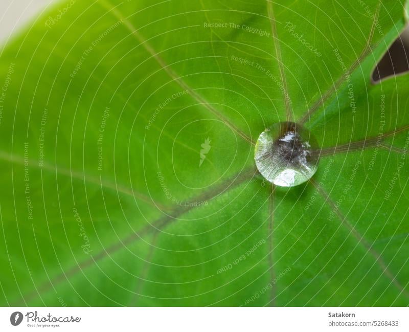 Das Wassertröpfchen auf dem Colocasia-Blatt Natur grün frisch Pflanze im Freien natürlich Flora Tropfen tropisch Garten Nahaufnahme Umwelt Frische Tröpfchen