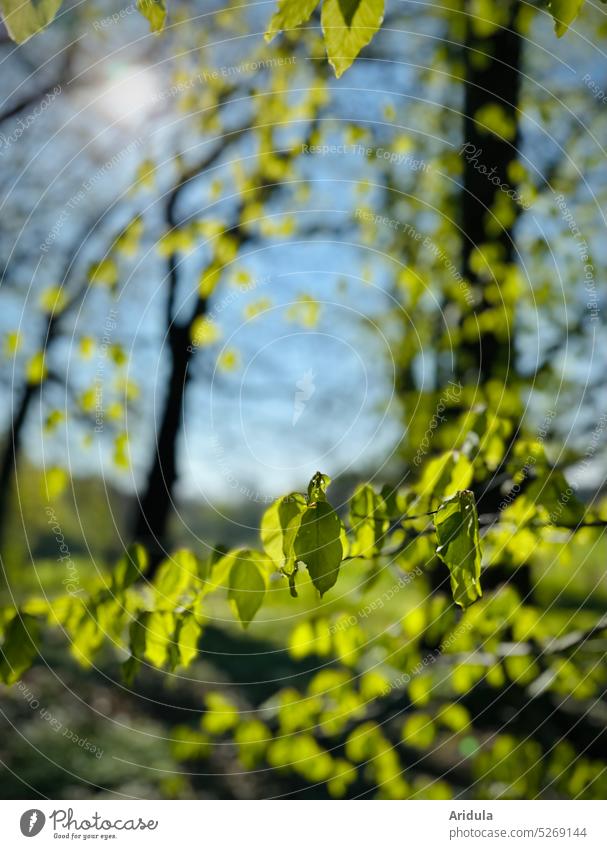 Frisches Buchengrün im Sonnenlicht No. 1 Baum Bäume Blätter frisch jung zart Bäume schlagen aus Natur Wald Frühling Licht Sonnenschein Blatt Unschärfe Äste
