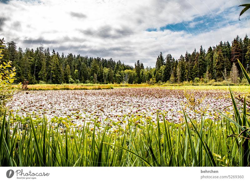 still ruht der see Blätter Park Nordamerika Blatt grün Wasserpflanze Pflanze Blumen Natur Seerosen Stanley Park Kanada Vancouver