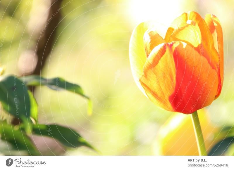 Frühlingsimpression blume tulpe jahreszeit natur tulpenzeit