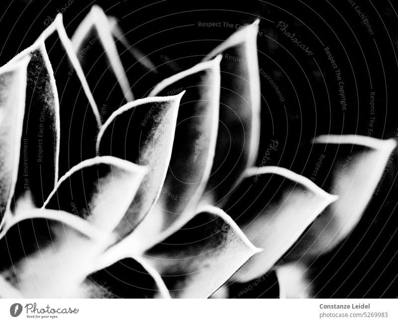 Muster aus Blättern in SW schwarz weiß Strukturen & Formen abstrakt Linie Design Kontrast Umrisse Kunst künstlich Streifen graphisch
