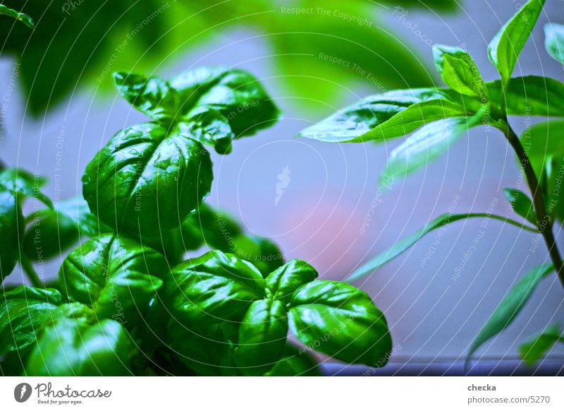 Basilikum Küche kochen & garen grün Gesundheit kräute Gemüse Ernährung