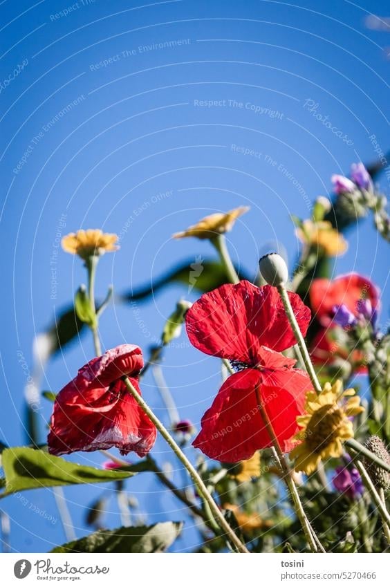 Endlich Sommer - ein kleines Blütenmeer himmelblau Himmel Frühling Blütenpflanze Mohn Mohnblüte Natur Blumen Nektar Bienennahrung Insekten rot Pflanze