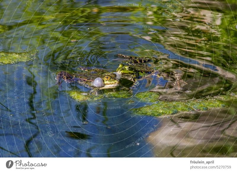 Aufgeblasene Küsse Frosch Froschkönig Tier Farbfoto Natur Wildtier Paarungszeit