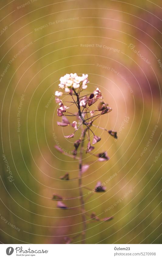 Gewöhnliches Hirtentäschel Blume Pflanze Natur Blüte Farbfoto grün Bukeh leuchten Außenaufnahme Frühling Tag Sommer Menschenleer