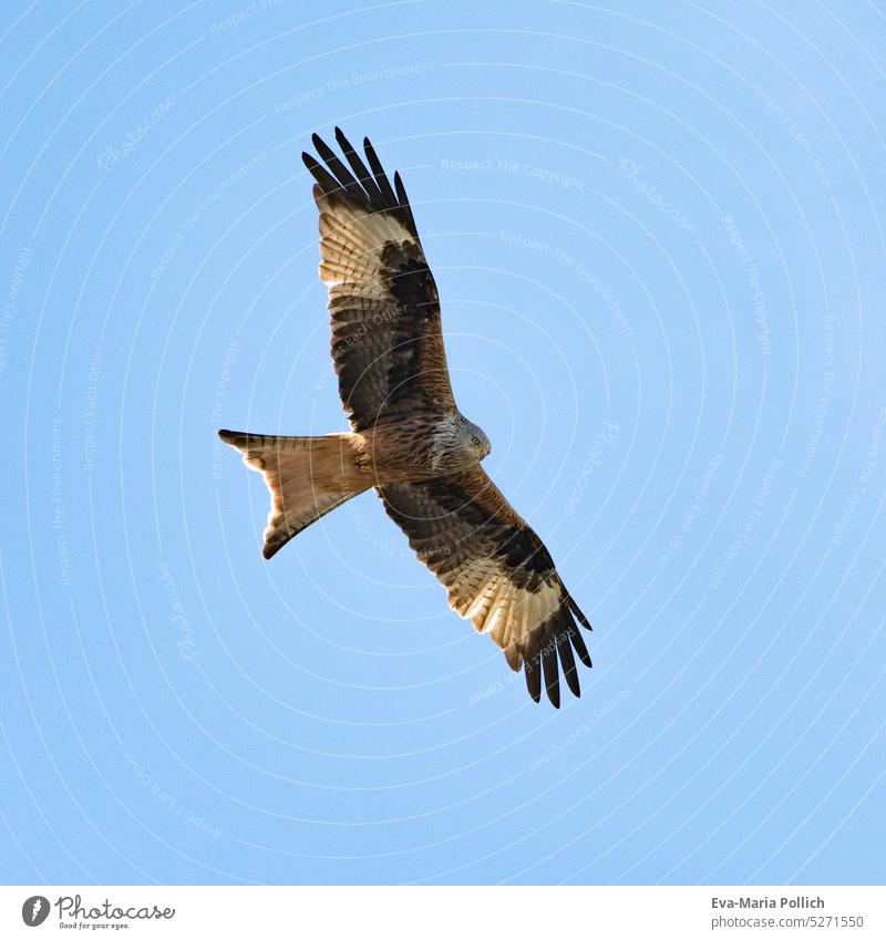 jagender Rotmilan im Flug vor blauem Himmel in Schweden, Federn gut sichtbar raubvogel prey unten wing raeuber animal koenigsweihe kite raubtier bird