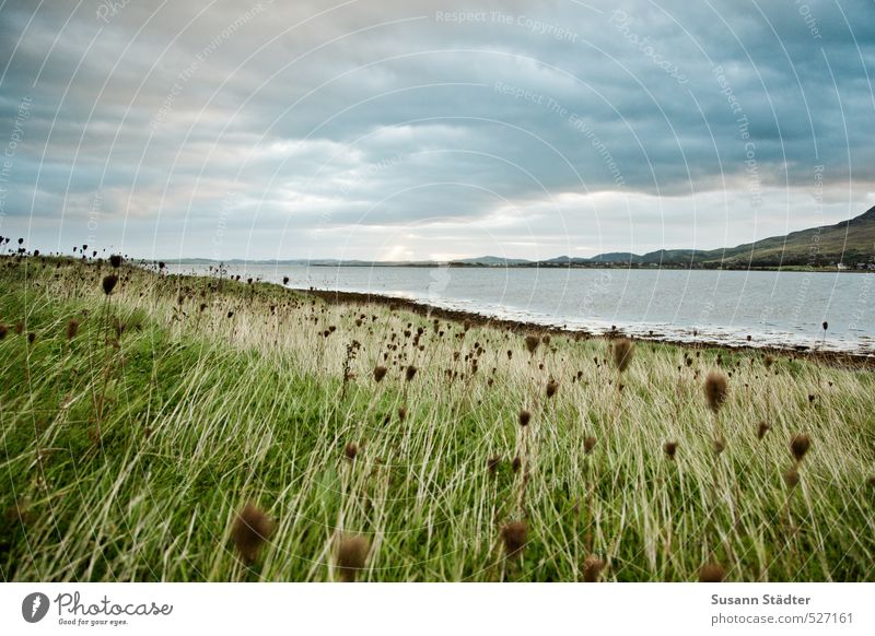 Irland | Croagh Patrick Landschaft Sträucher Blüte Grünpflanze Wiese Feld Küste Seeufer Ferne Unendlichkeit Republik Irland Wind Wolken Farbfoto Außenaufnahme