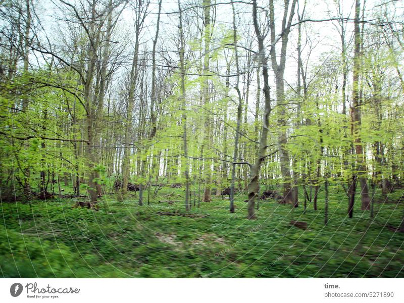 der Mai fliegt vorbei Wald Bäume grün maigrün Bewegung Äste Zweige Wachstum Wandel & Veränderung Frühjahr Pflanze Natur Baum Umwelt Unterholz Baumstamm Wäldchen