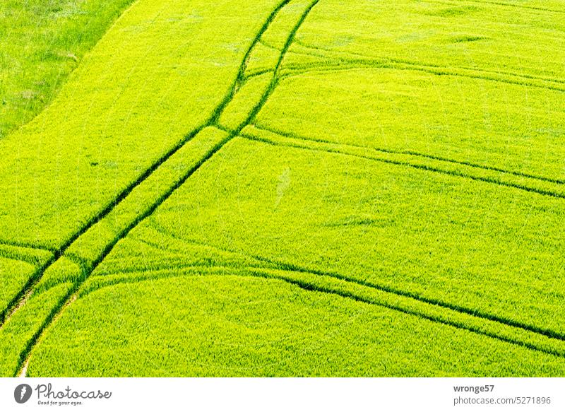 Spuren | im Getreidefeld Thementag Kornfeld Fahrspuren im Feld Traktorspuren grünes Feld Landwirtschaft Nutzpflanze Sommer Ackerbau Ernährung Außenaufnahme