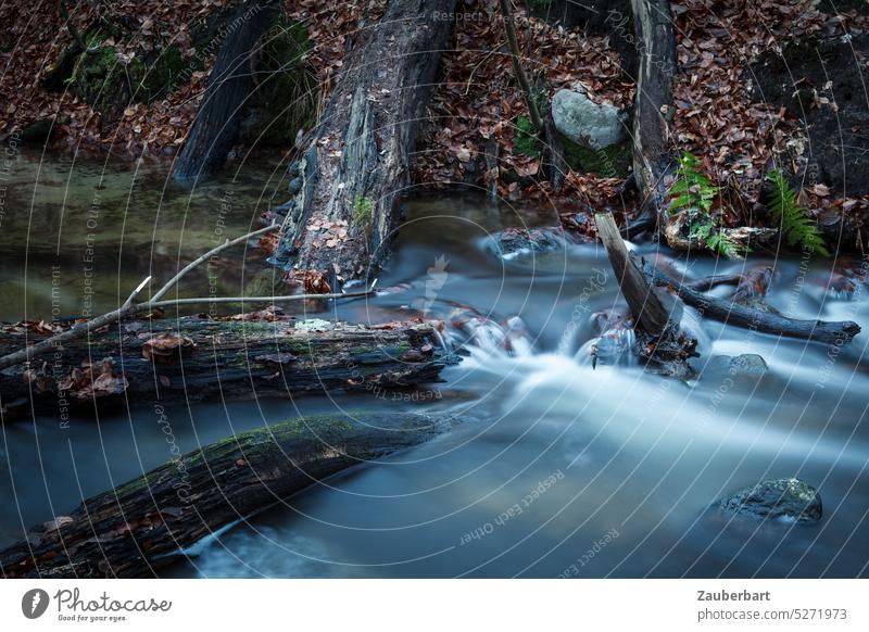 Bachlauf mit abgestorbenen Baumstämmen im Herbst in düsterer Stimmung, fließendes Wasser leuchtend herbstlich Licht Natur Wald Landschaft