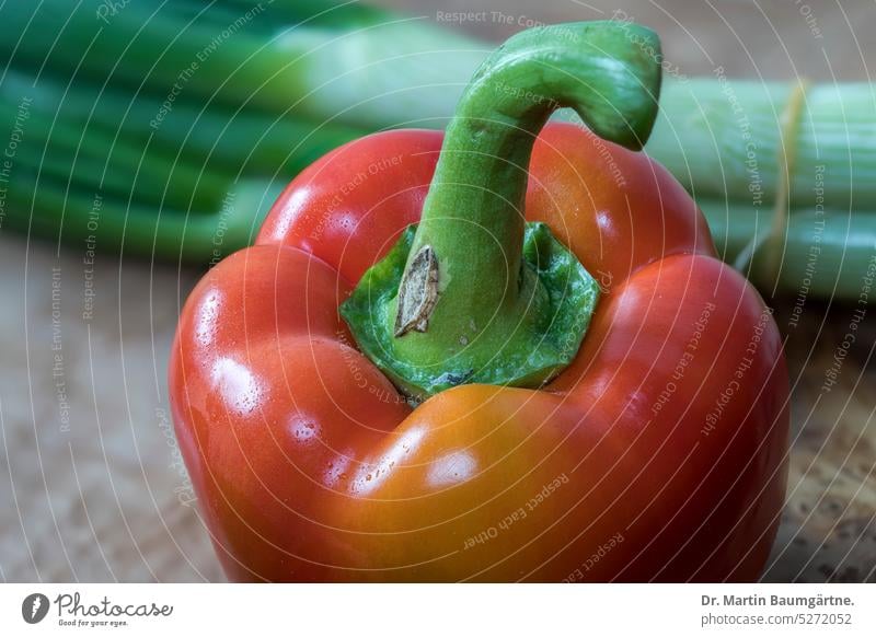 Speisepaprika Paprika Gemüse Frucht Lebensmittel Nahaufnahme