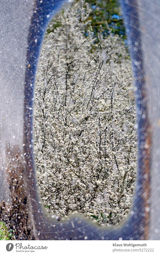 Frühling, Eisheilige, Schlehenblüten spiegeln sich nach einem Regen in einer Pfütze auf einem asphaltierten Weg. Spiegelung Pfützenspiegelung Schwarzdorn