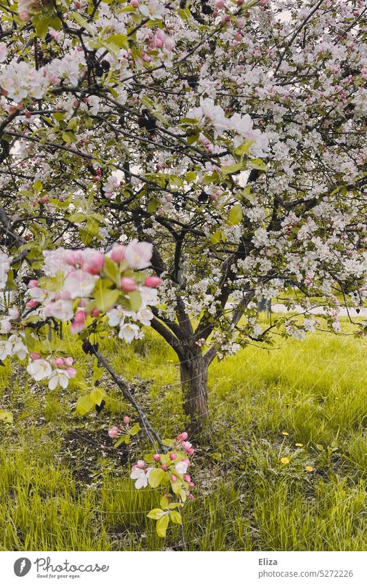 Blühender Apfelbaum im Garten Blüten blühen pflanze Natur bluete Frühling rosa Knospen obstbaum Apfelblüte Nahaufnahme Grün