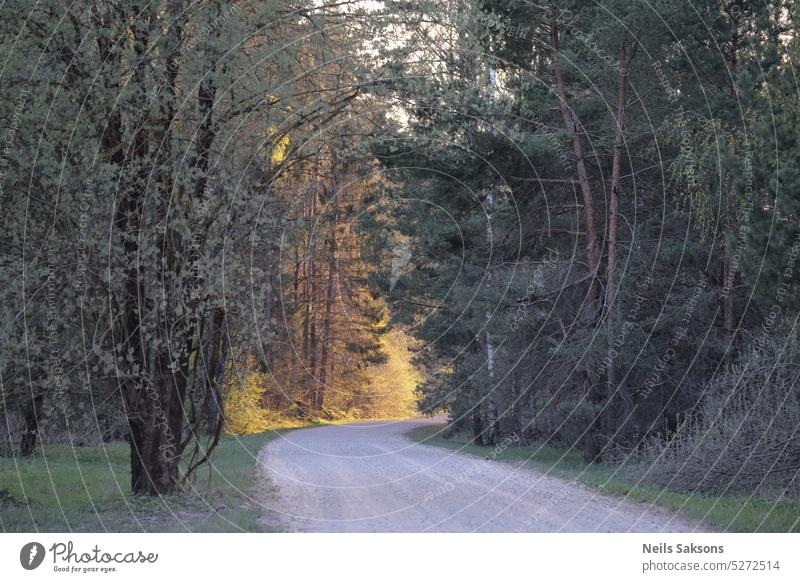 Straße im Wald bei Sonnenuntergang. Schöne Frühlingslandschaft mit Straße und Bäumen. Hintergrund schön Landschaft Umwelt grün Horizont Licht Morgen natürlich