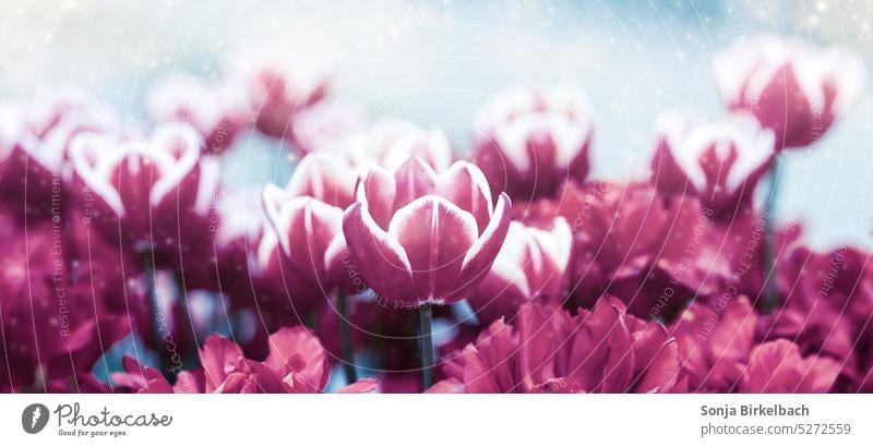 Winter im Frühling, Tulpen im Frost Panorama Banner Header Blumen violett schön floral Blüte Blumenstrauß Nahaufnahme Farbfoto Dekoration & Verzierung