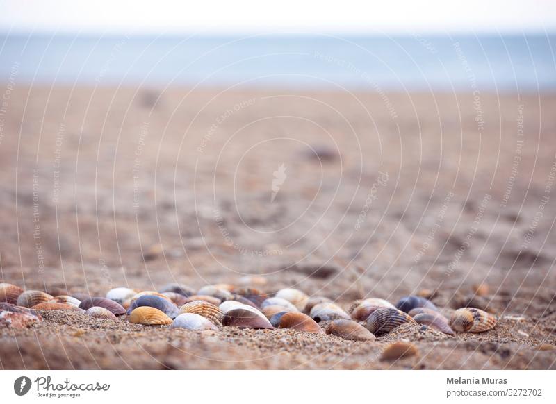 Sammlung von bunten Muscheln im Sand. Strand Hintergrund mit schönen Muscheln und Kopierraum. Pastellfarbene Muscheln. oft abstrakt aquatisch Nahaufnahme Küste