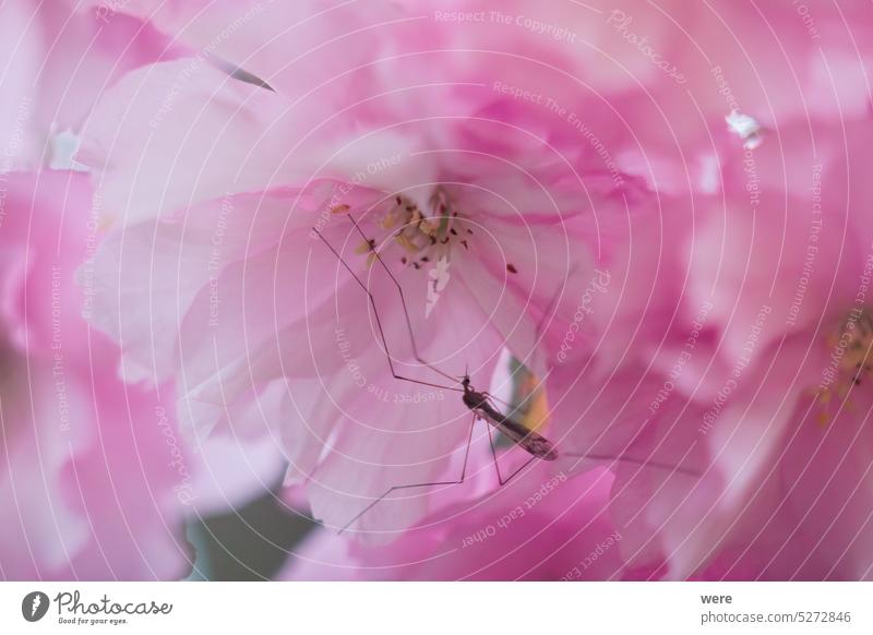 Nahaufnahme von rosa Zierkirschblüte mit Moskito mit Wassertropfen nach regen blüht abschließen Tropfen h2o liquide Regentropfen Überstrahlung Blüte
