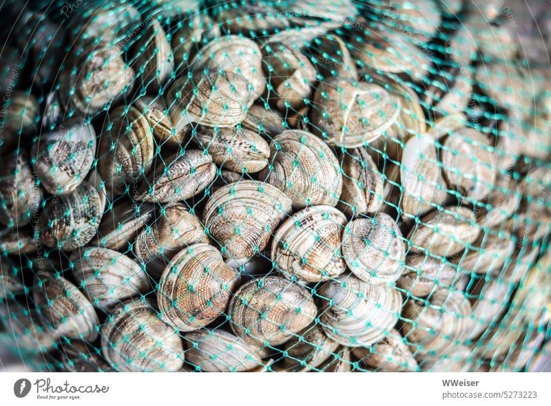 Ein Netz voll frisch gefangener Muscheln wird auf dem Fischmarkt angeboten Menge viele nahrung Meerestiere Meerprodukte Fang fangfrisch Wasser Lagune kaufen