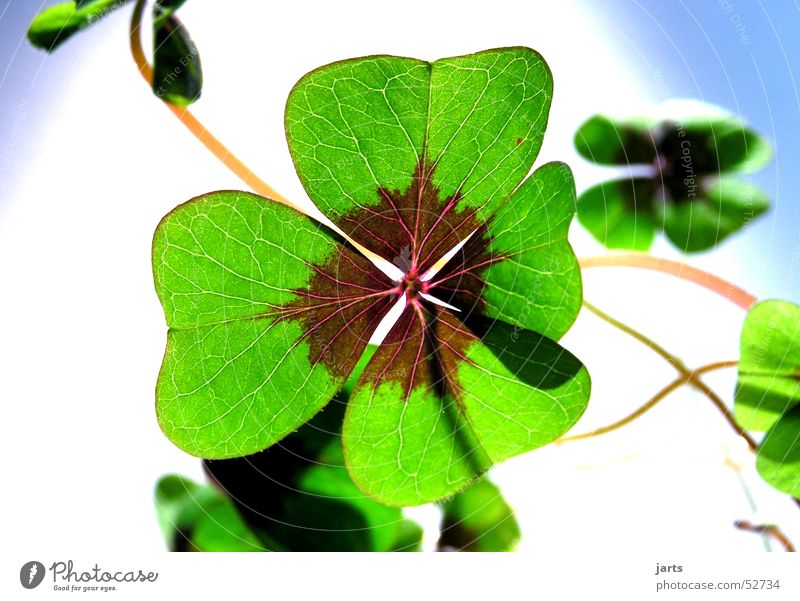 Glücksklee Kleeblatt grün Blume Volksglaube Hoffnung Religion & Glaube Sehnsucht vierblättrig Freude sein Pflanze Leben jarts