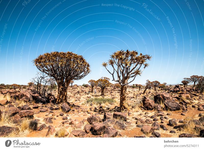 wildes namibia Ferien & Urlaub & Reisen Natur außergewöhnlich Köcherbaum Baum Namib Namibia Afrika Wüste beeindruckend besonders Keetmanshoop Pflanze Wärme