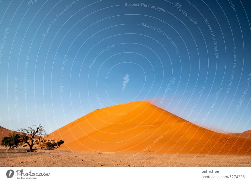 verweht Düne 45 Wüste Landschaft besonders sanddüne Dünen Abenteuer Farbfoto Ferne Afrika Namibia reisen Natur beeindruckend Ferien & Urlaub & Reisen Fernweh