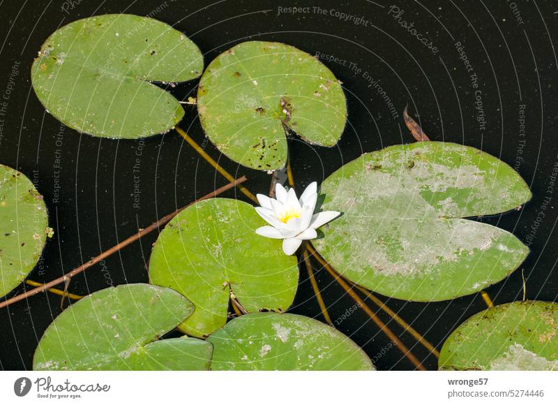 Einzelne weiße Blüte einer Seerose und einiger Blätter Natur Pflanze Seerosenblätter Fluss Außenaufnahme Menschenleer Sommer Wasser naturbelassen Farbfoto