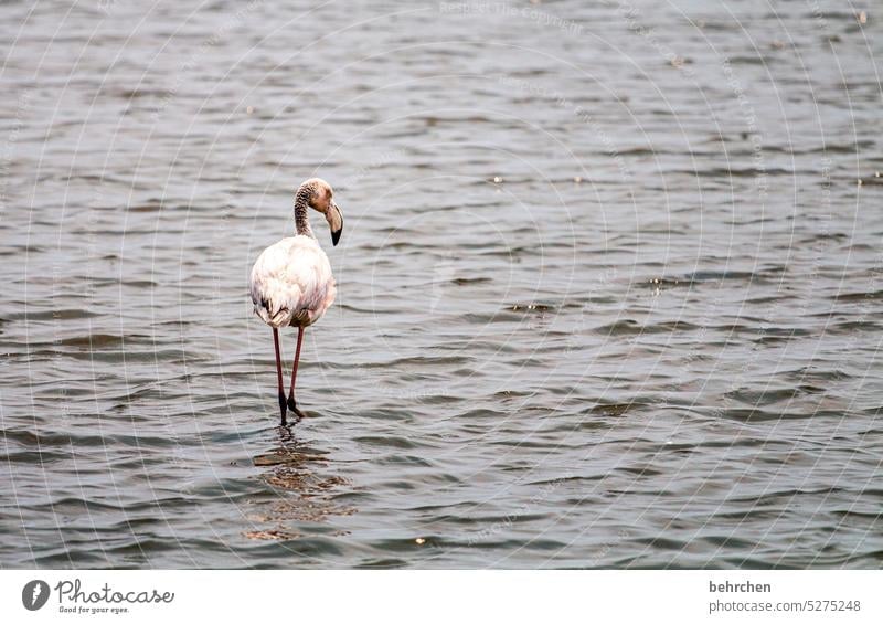 einzelkämpfer Wasser Flamingos Vögel Wildtier Meer Namibia Afrika reisen Fernweh Ferien & Urlaub & Reisen Natur Farbfoto besonders Walvisbay Swakopmund