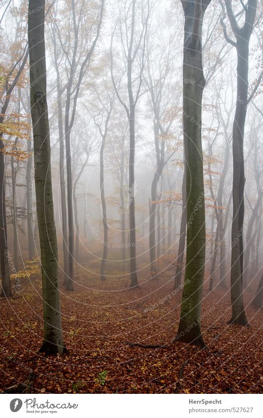 Nebelwald II Umwelt Natur Landschaft Pflanze Herbst Baum Buche Buchenwald Wald ästhetisch gruselig natürlich braun grau Traurigkeit Nebelstimmung