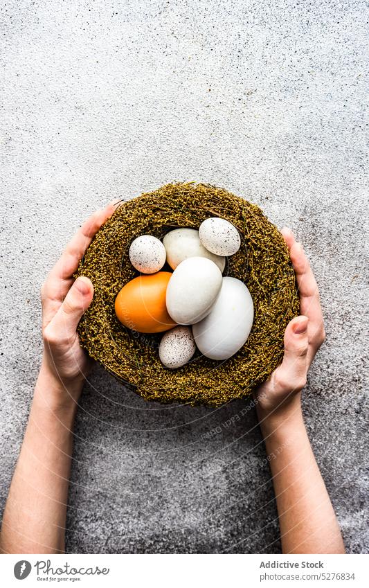 Nest mit Eiern in den Kinderhänden Ostern farbig Konzept Beton Dekor Dekoration & Verzierung festlich geblümt Blume Hand handgefertigt Halt Feiertag