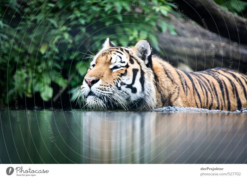 Auf Augenhöhe. Tier Wildtier Fell Zoo 1 Aggression bedrohlich Bekanntheit dunkel Tiger Wildkatze Wasser Schwimmen & Baden Landraubtier Raubkatze Indien