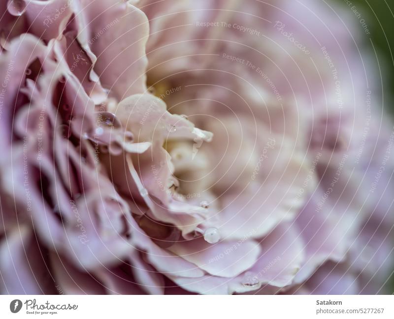 Close-up zarten Rosenblättern als rosa Farbe Natur Hintergrund Roséwein Blütenblatt filigran Blume Flora geblümt Pflanze Makro Pastell Blütezeit weich Tapete