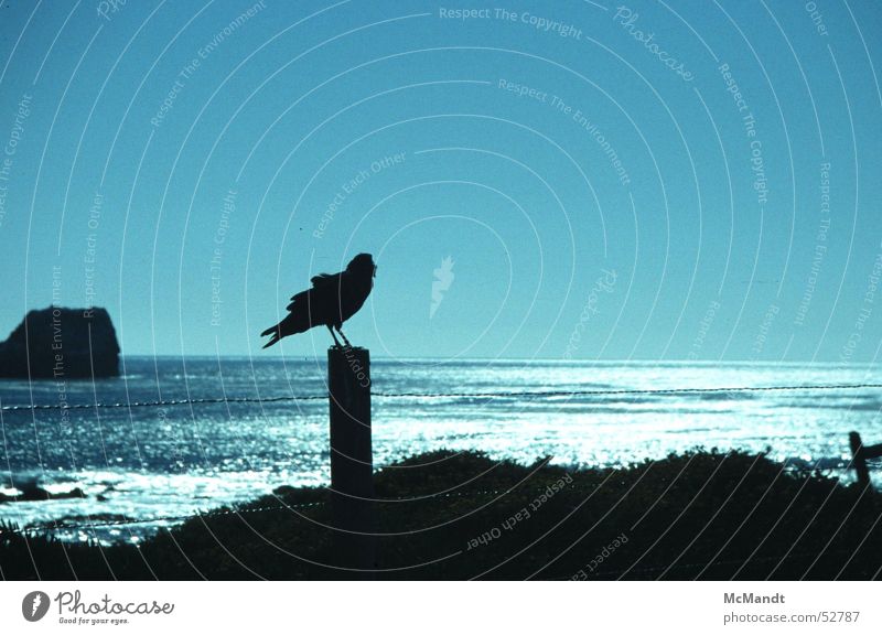 Meeresvogel Vogel Küste Gegenlicht Kalifornien Zaun USA bird sea coast Felsen fence