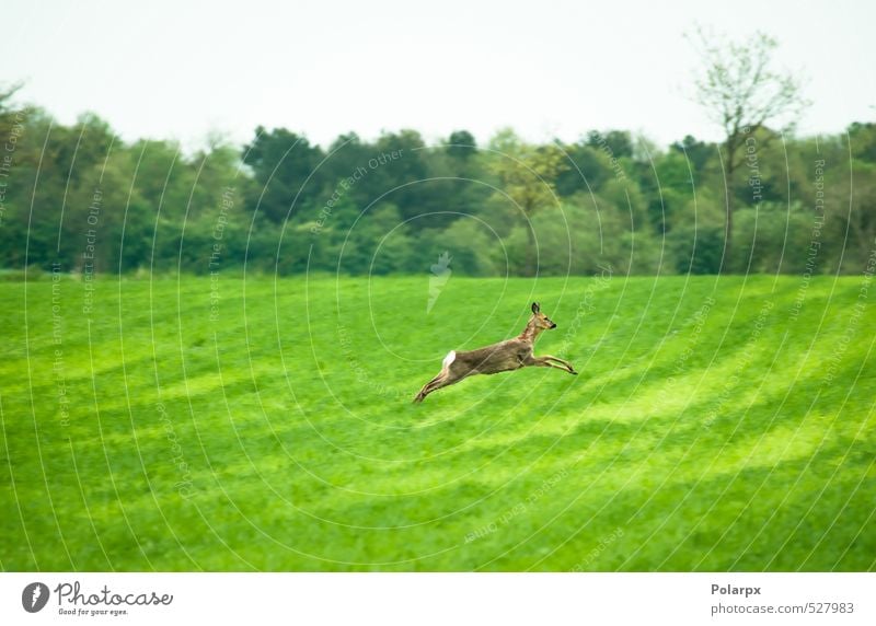 Hirsch auf der Flucht Essen Leben Jagd Safari Sommer Natur Landschaft Tier Himmel Gras Park Wiese Wald Pelzmantel rennen füttern springen frei Freundlichkeit