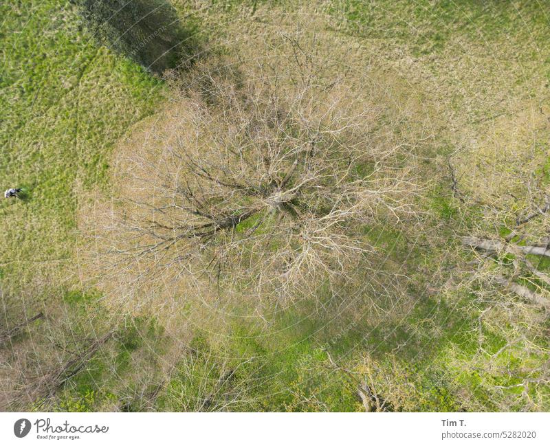 Linde im Frühling von oben baum Natur Grün Blätter pflanze drohnenfoto