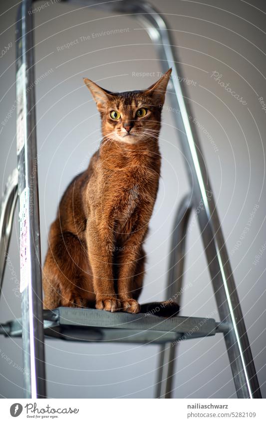 Abessinier Katze auf Leiter niedlich Tierporträt Niedlichkeit rothaarig Hauskatze Beobachter Neugier Haustier Lifestyle Tiergesicht Blick braun weich Tierliebe