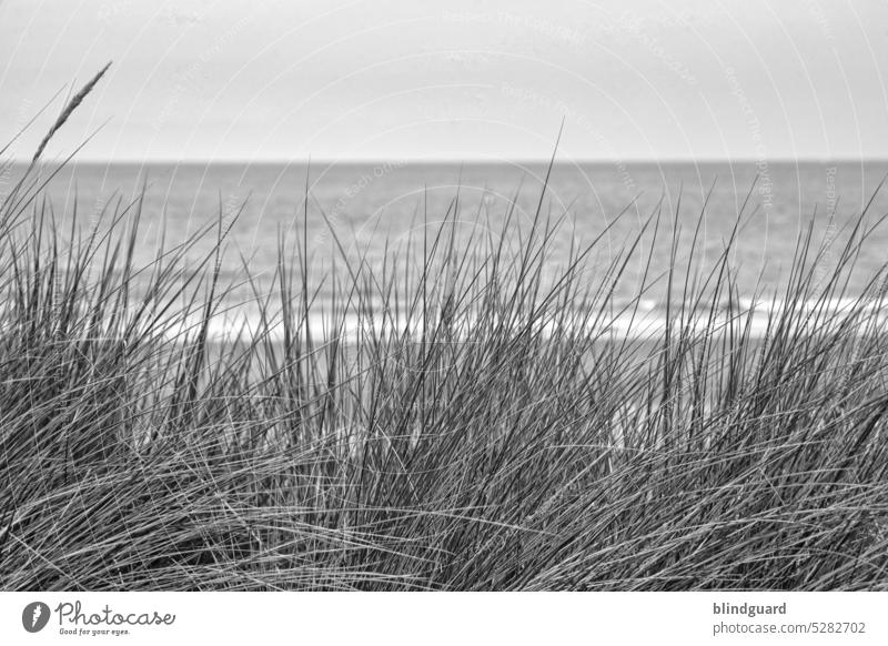 Nordsee (Belgien) Nordseeküste Urlaub Ausflug Meer Wasser Erholung Fernweh Ferien & Urlaub & Reisen Strand Natur Sand Himmel Landschaft Tourismus Küste