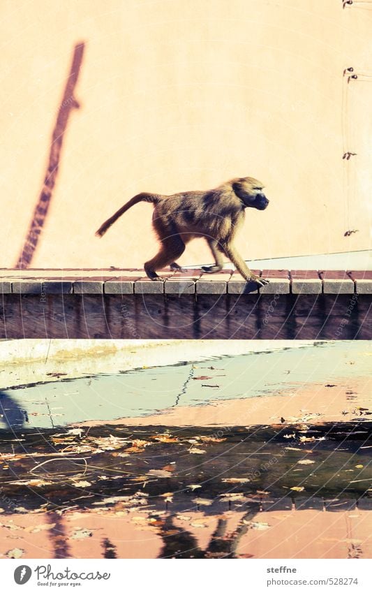 Stadtaffe Tier Zoo Affen Pavian 1 laufen Brücke Reflexion & Spiegelung Farbfoto Außenaufnahme Tierporträt