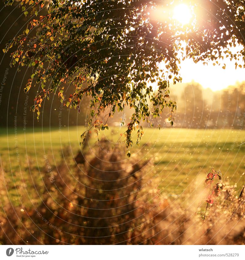 Oktobersonne Umwelt Natur Landschaft Herbst Schönes Wetter Wind Baum Sträucher Erholung Ferien & Urlaub & Reisen Horizont Stimmung Farbfoto Außenaufnahme Abend