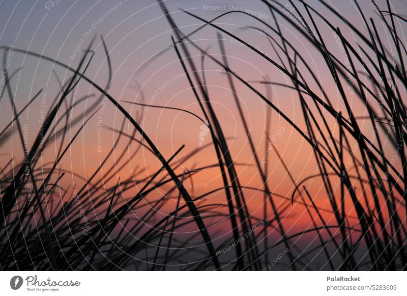 #A0# Flashback Strand Düne Strandspaziergang Meer Küste Außenaufnahme Natur Dünengras Idylle Perspektive