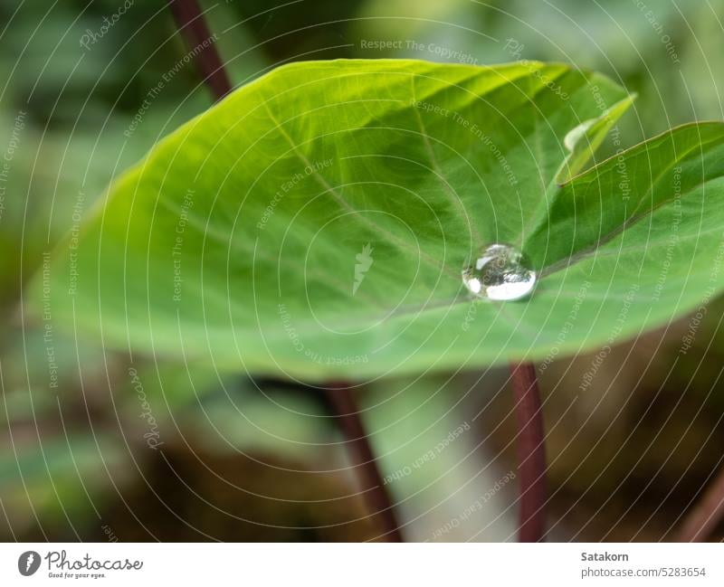 Das Wassertröpfchen auf dem Colocasia-Blatt Natur grün frisch Pflanze im Freien natürlich Flora Tropfen tropisch Garten Nahaufnahme Umwelt Frische Tröpfchen