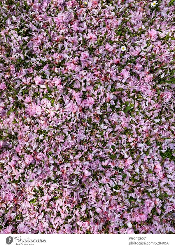 Kirschblütenmeer Park Erdboden Sakura Kirsche Farbfoto verblühen Blüte Frühling Wiese grüner Rasen rosa rosa Blütenblätter Japanische Blütenkirsche
