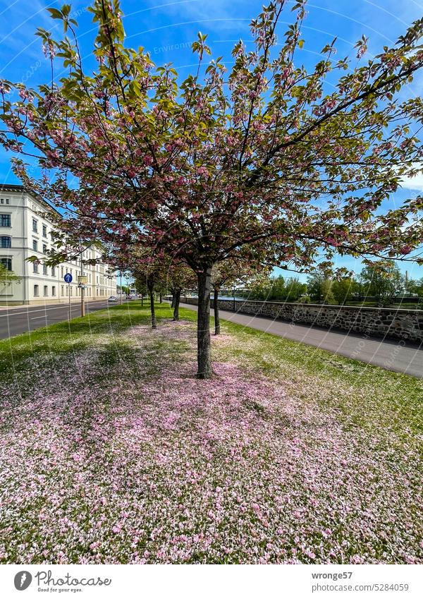Kirschblütenfestival Höhepunkt verblühen Hanami Japanische Blütenkirsche Japanische Zierkirsche Frühling rosa Baum Blühend Elbufer Stadt Innenstadt Stadtzentrum