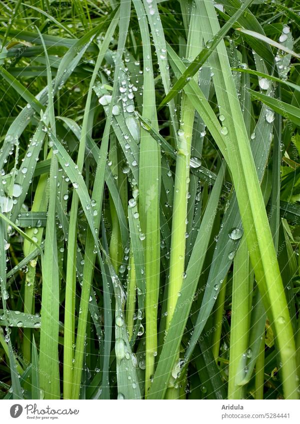 Wassertropfen | Gräser nach dem Regen Tropfen Regentropfen nass Nahaufnahme Natur Detailaufnahme glänzend Wiese grün Gras Halm Grashalm